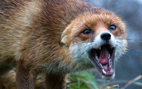 Fox Scream