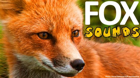 Fox Sound