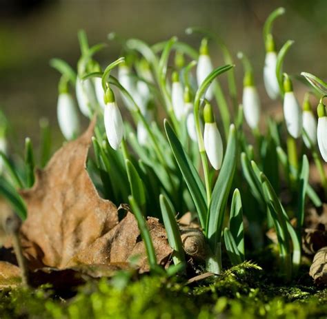 Frühlingsbeginn Frühlingsanfang In deutschland und auf