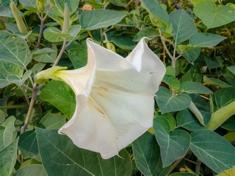 fragrant flowers bloom with datura