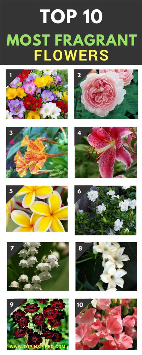 Fragrant Flowers Meaning