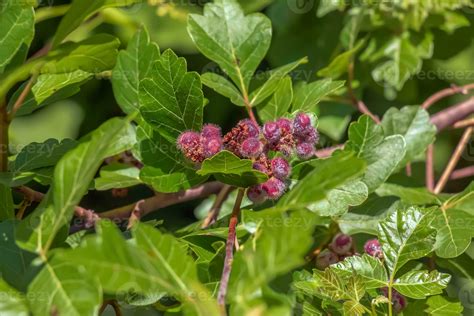 Fragrant Sumac Latin