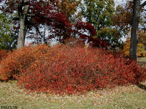 Fragrant Sumac Planting