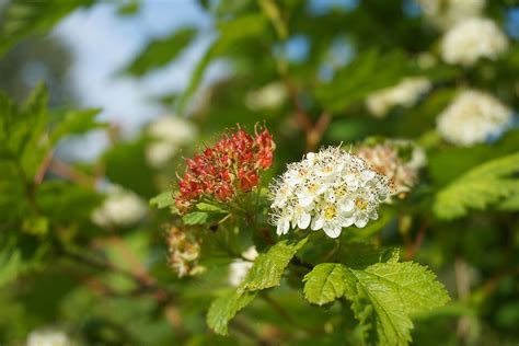 Fragrant Sumac Water Needs
