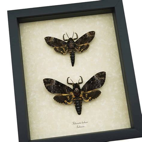framed death head moth