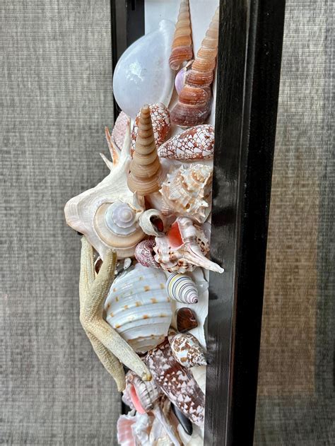 Framed Seashell Art