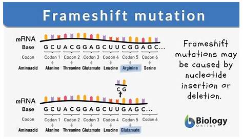Frameshift Mutation Definition, Causes, Mechanism