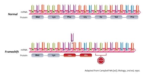 Frameshift Addition Mutation Definition