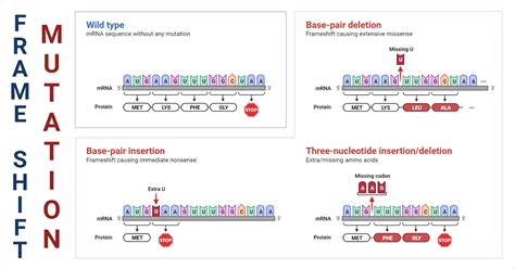 Frameshift Deletion Mutation Example