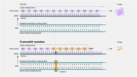 Frameshift Mutation Deletion Example