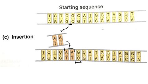 Frameshift Mutation Insertion Example