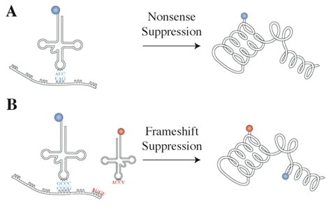 Frameshift Suppressor Trna