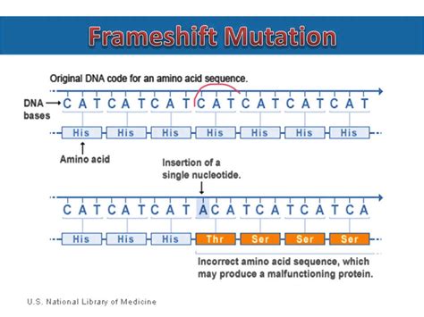 Frameshift Types Of Mutation