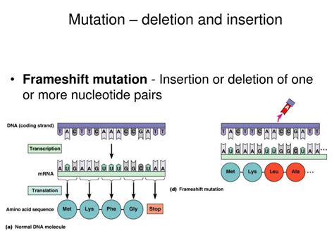 Frameshift Vs Deletion