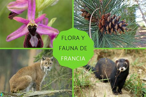 francia flora y fauna