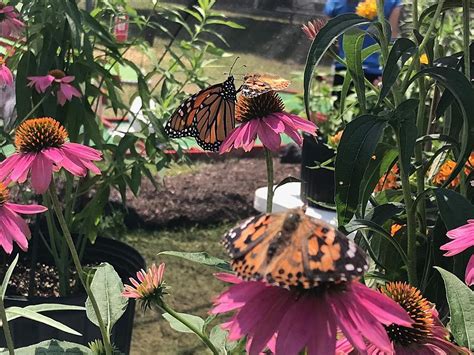 frederik meijer butterfly garden