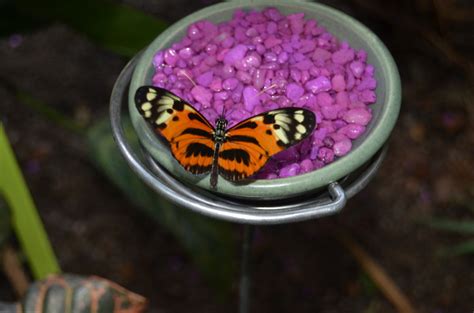 frederik meijer butterfly gardens