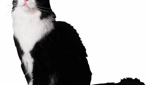 Black And White Cat PNG, SVG Clip art for Web - Download Clip Art, PNG