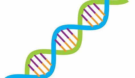 What is DNA matching?