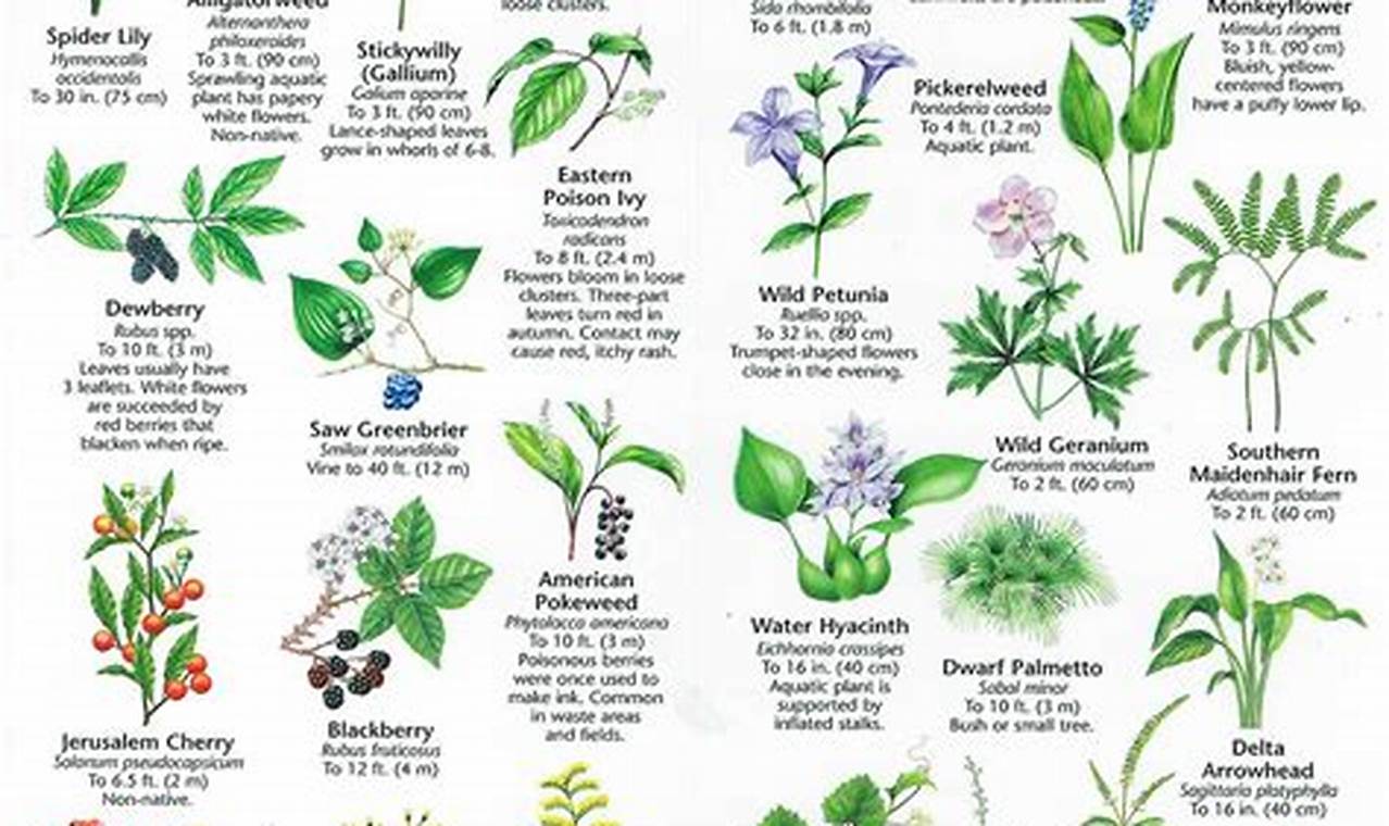 free online plant identification course