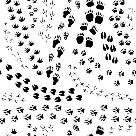 Animal Tracks Coloring Page High Resolution Download