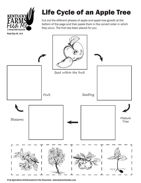 🍎 FREE Printable Apple Life Cycle Spinner Activity