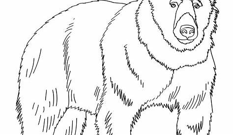 Free Printable Bear Coloring Pages For Kids