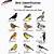 free printable bird identification chart