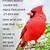 free printable cardinal poem