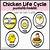 free printable life cycle of a chicken
