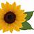 free printable sunflower