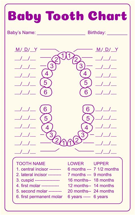 Tooth Number Chart to Identify Primary Teeth Eruption Charts