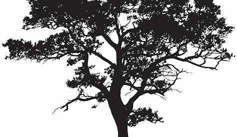 Silhouettes trees on a white background Royalty Free Vector