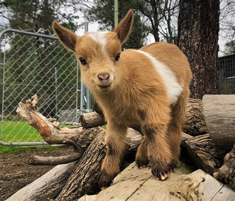 free baby goats near me