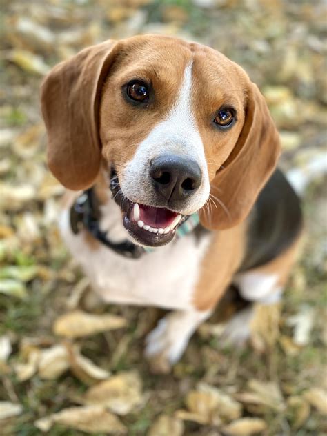 free beagle mix puppies