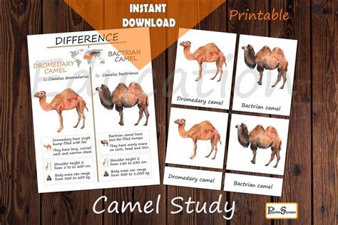 Free Camel Unit Printable