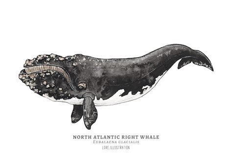 free clipart north atlantic right whales