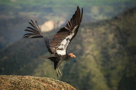 free condors in california