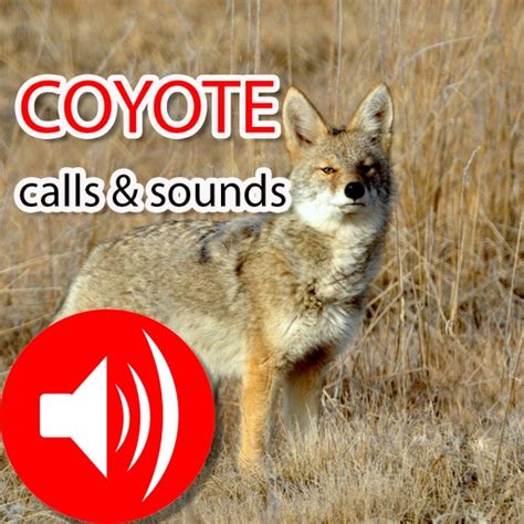 free coyote call sounds