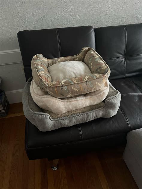 Free Dog Beds