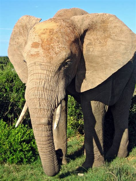 free image of elephant
