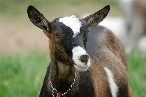 free images of goats