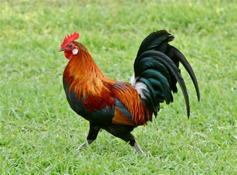 free images of roosters