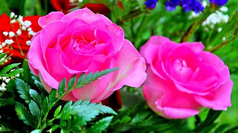 free images of roses flowers