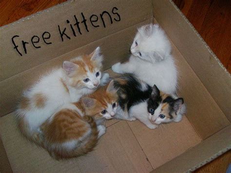 free kittens near kingston ny