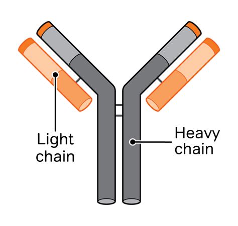 Awasome Free Light Chains References