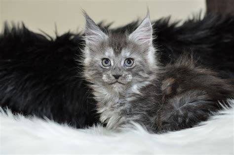 free maine coon cats for adoption near me