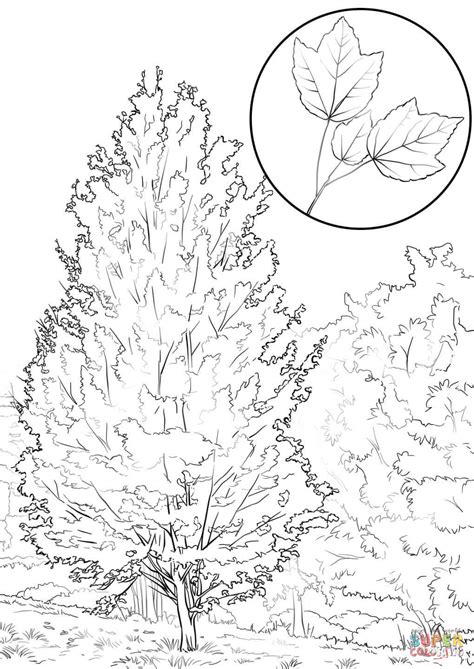 Free Maple Coloring Page