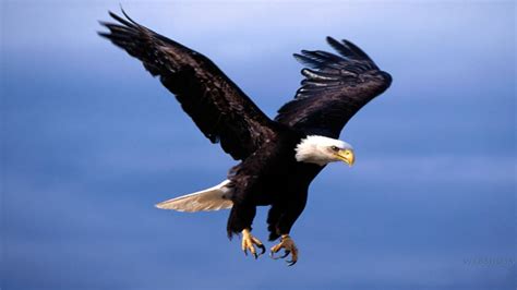 free photos of eagles