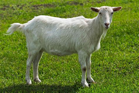 free picture of a goat